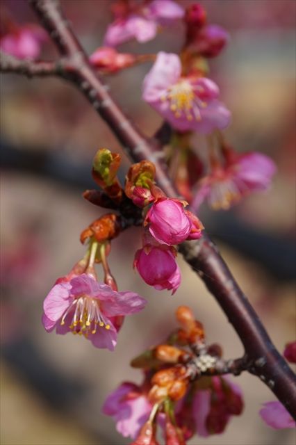20160305_桜と梅と (8)_R