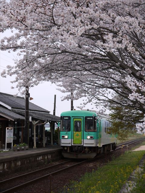 20140405_加西の桜 (51)_R
