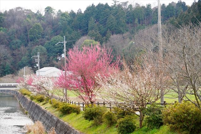 20160305_桜と梅と (100)_R