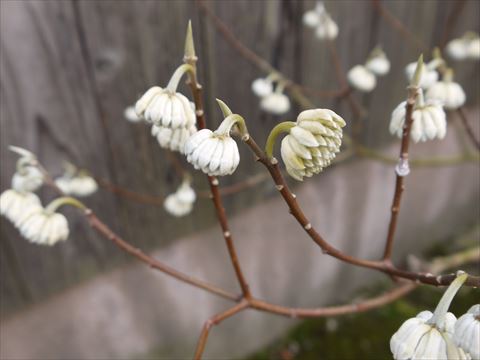 20140316_酒蔵ツー (64)_R