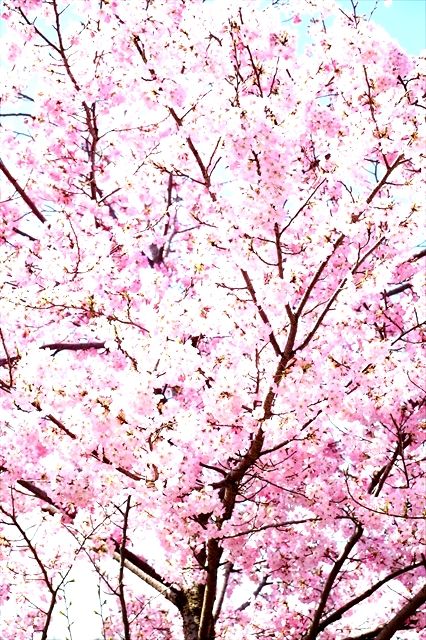 20160402_桜ツー (35)_R