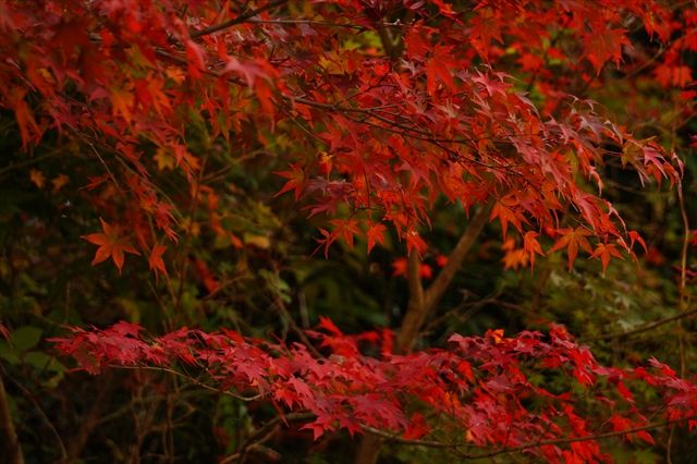 20141115_ぶらっとツー_収穫祭と紅葉と (70)_R