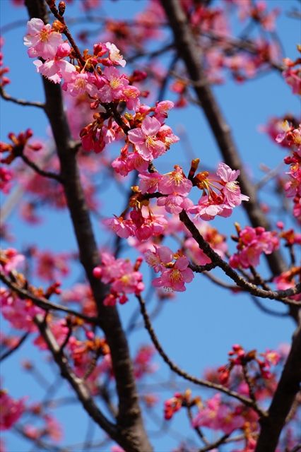20160305_桜と梅と (15)_R