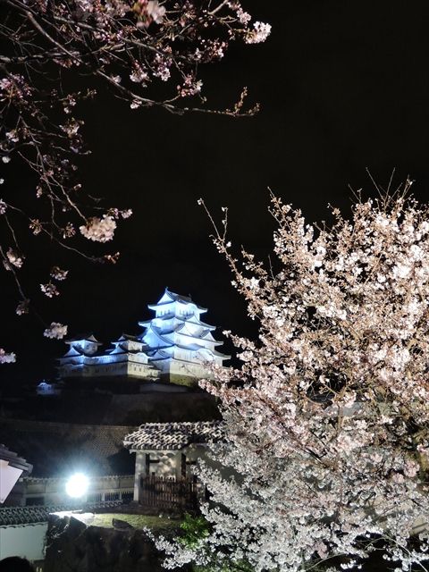 20160402_夜桜とか (95)_R