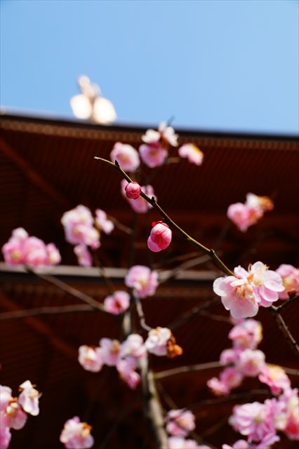 20160305_桜と梅と (71)_R