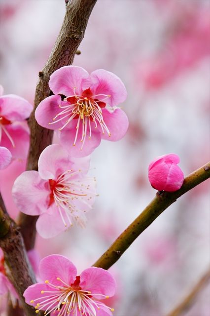 20160305_桜と梅と (146)_R