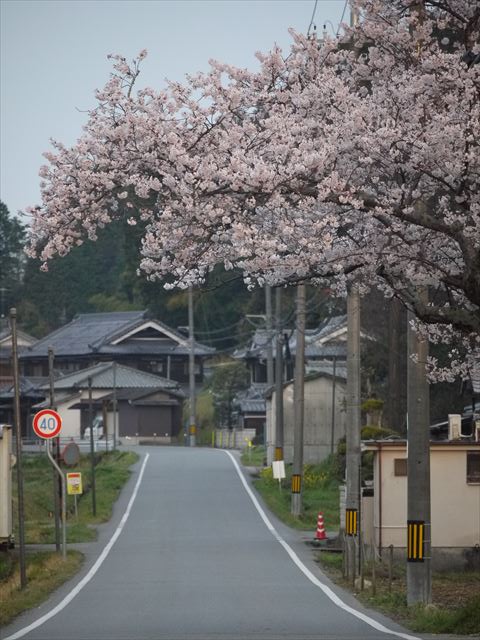 20140405_加西の桜 (4)_R