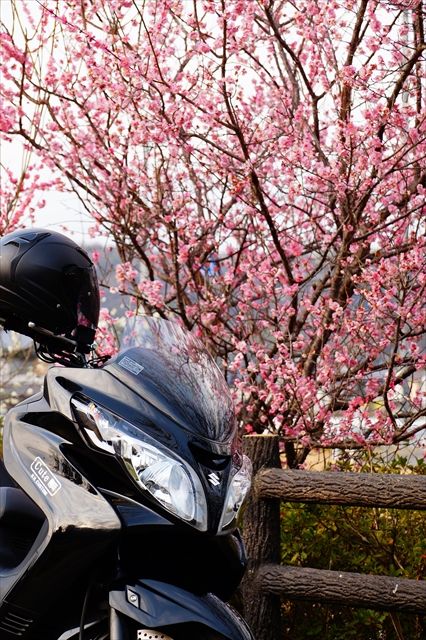 20160305_桜と梅と (95)_R