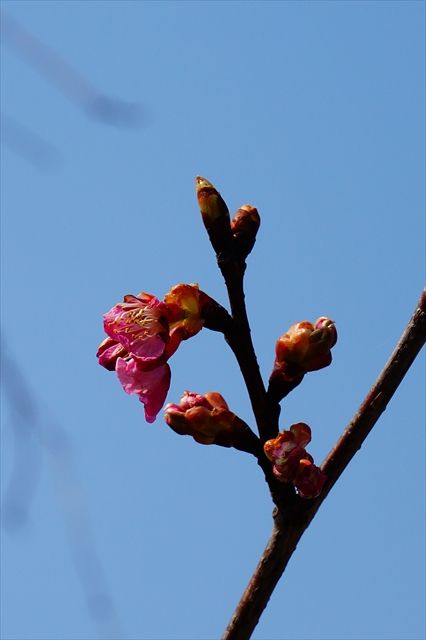 20160305_桜と梅と (32)_R