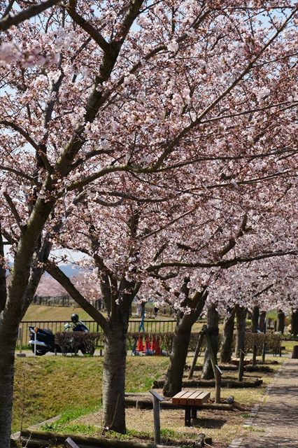 20160402_桜ツー (259)_R