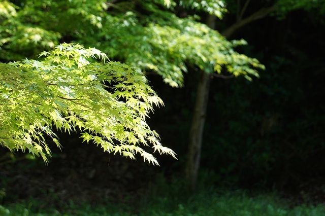 20160430_芝桜 (56)_R