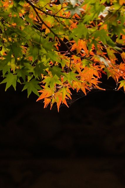 20141115_ぶらっとツー_収穫祭と紅葉と (146)_R