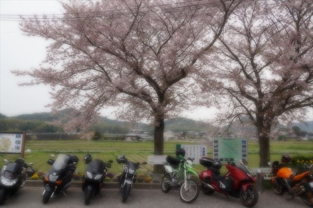 20160410_桜舞い散る (404)_R