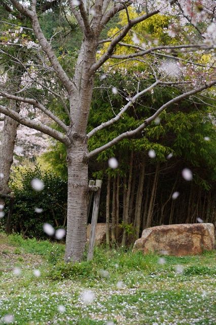 20160410_桜舞い散る (46)_R