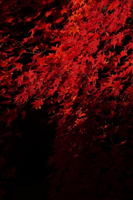 20161113_OSG紅葉ツー (41)a_R