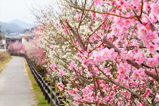 20160305_桜と梅と (143)_R