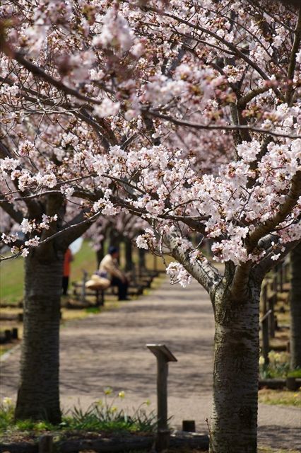 20160402_桜ツー (309)_R