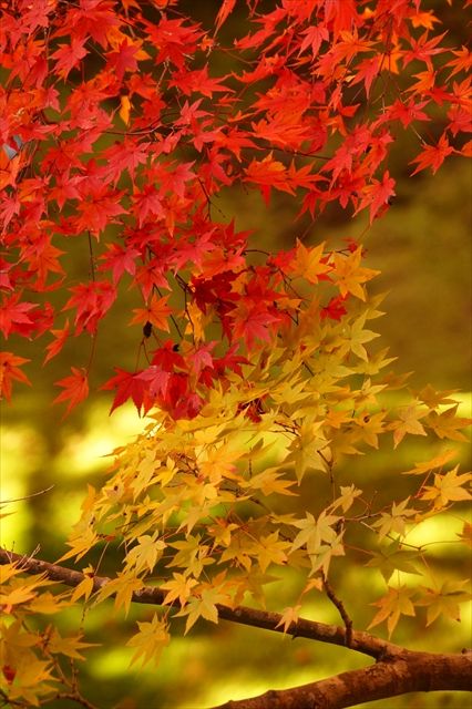 20161113_OSG紅葉ツー (38)_R