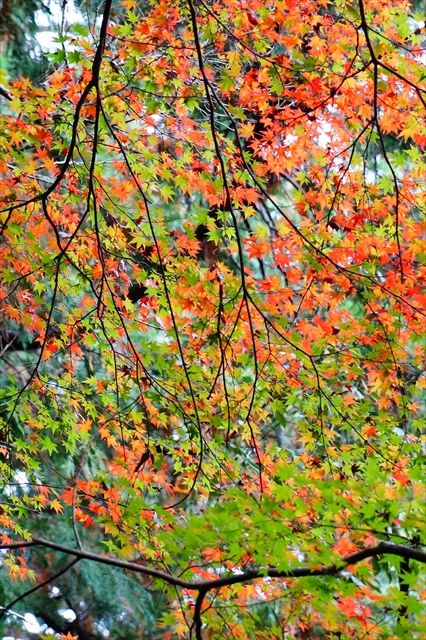 DSC07184_R