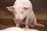 cdc3bc80.jpg