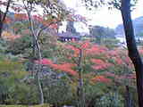 紅葉