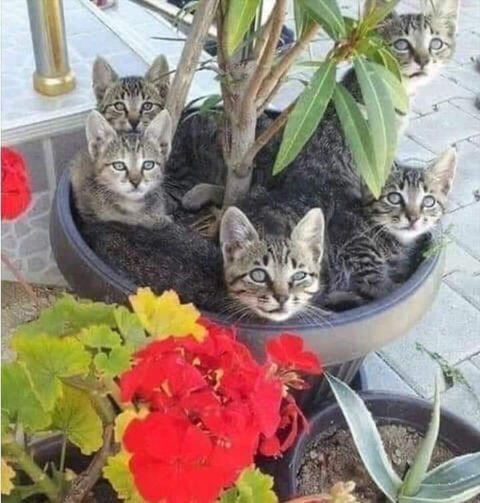 184366421_4283805068350611_1086644269268164624_n