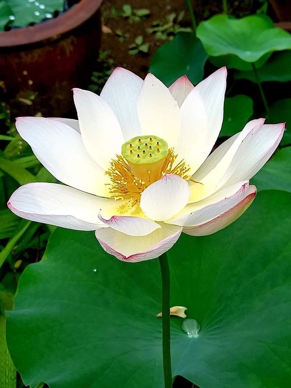 207616068_153613156831973_8779565343128785839_n