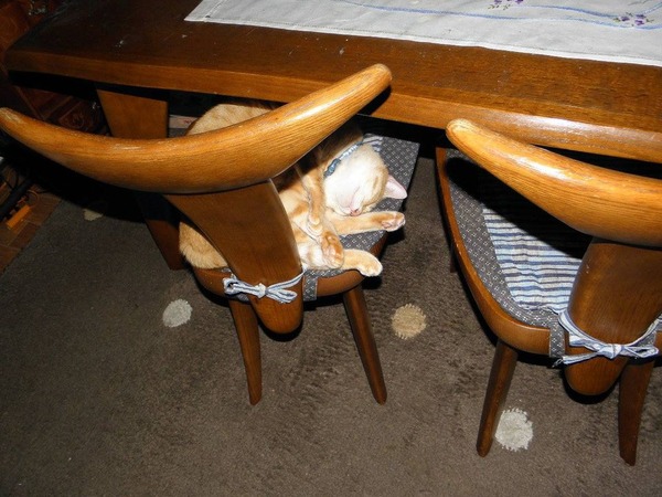 10369046_287232764789350_8053296048307282148_o