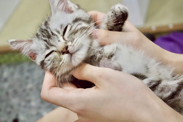 sirabee20210628shinobazucafe3-1200x799