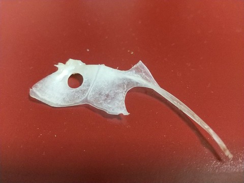 183330474_1445048005832101_1774893172598315940_n