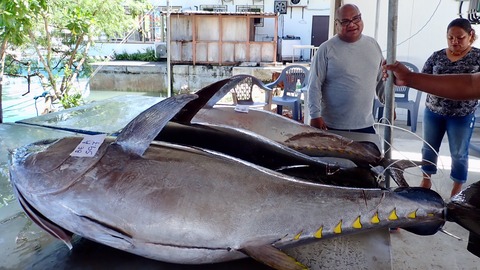 ---------------------