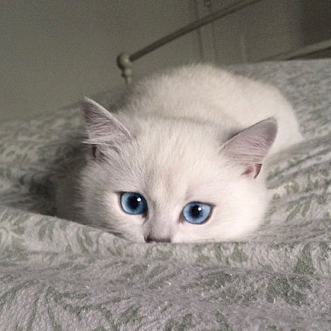 184658748_322793785884882_3591432687367326830_n