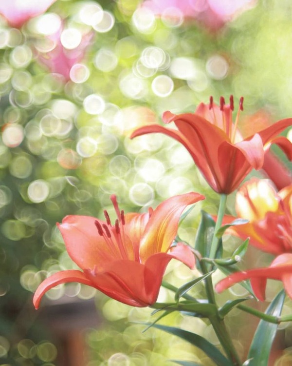 206852667_2853420621573198_1465008341090266282_n