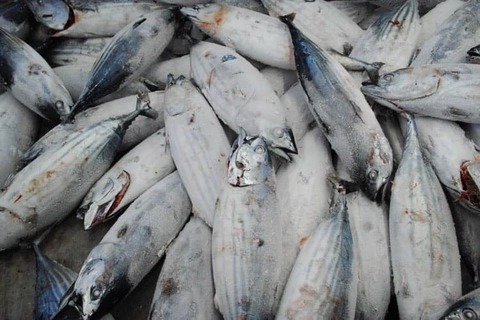 82088900_771313343685758_6892485185875527098_n