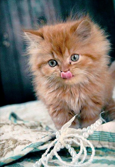 186544384_3956205451166708_1751464647082626715_n