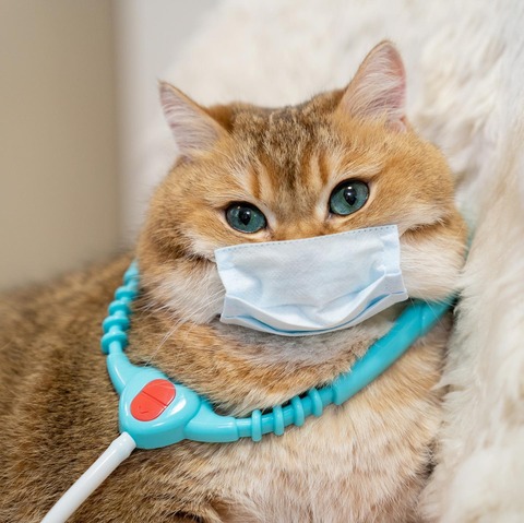 187555731_357112729111694_8010225207607153672_n