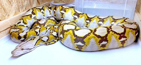 20210520-OHT1I51328-L