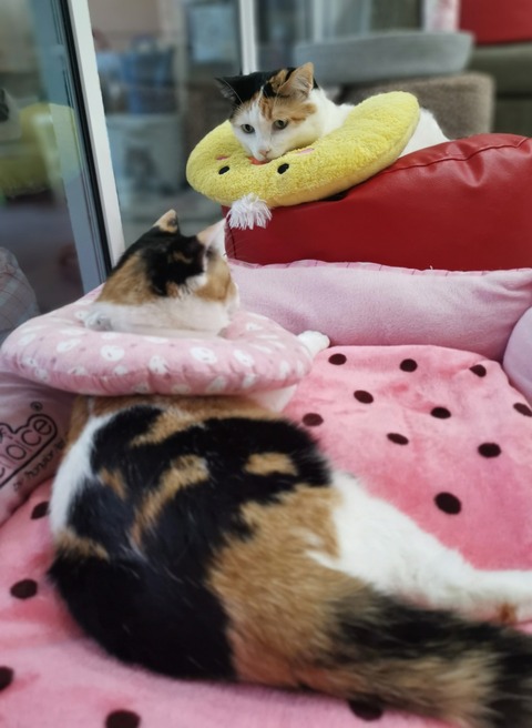 188482549_2305900402873726_610100899502901229_n