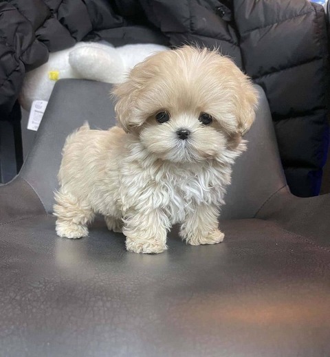 187091728_1879394922453006_7826422150899456272_n