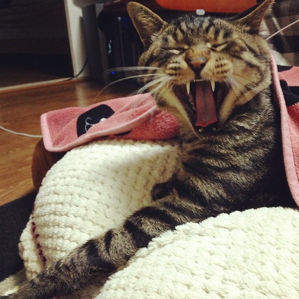 10689949_851356024907000_1747371277551426626_n