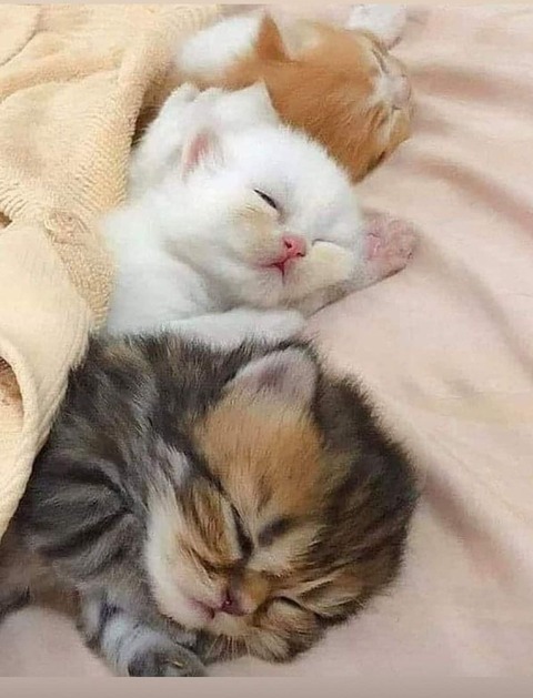 184784417_3561026154001543_7837391920363152332_n