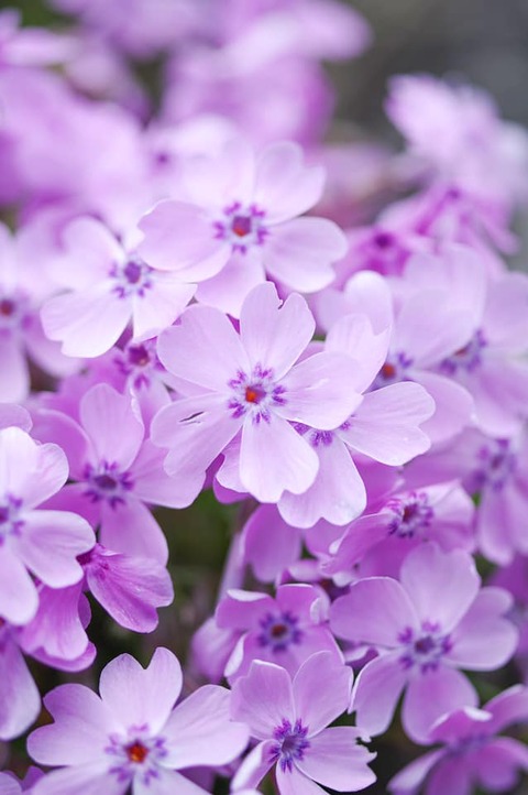 186553444_3750770891699172_382307740733075980_n