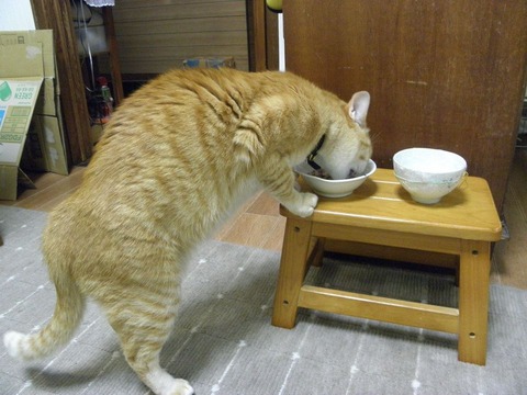 11337047_429866783859280_4552976061239310134_o