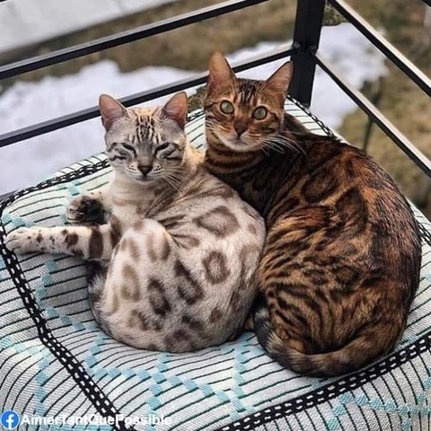 184102328_4281585955239189_8530292976423251296_n