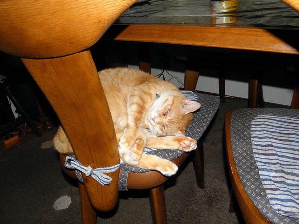 10506714_287231944789432_2534956952787087340_o