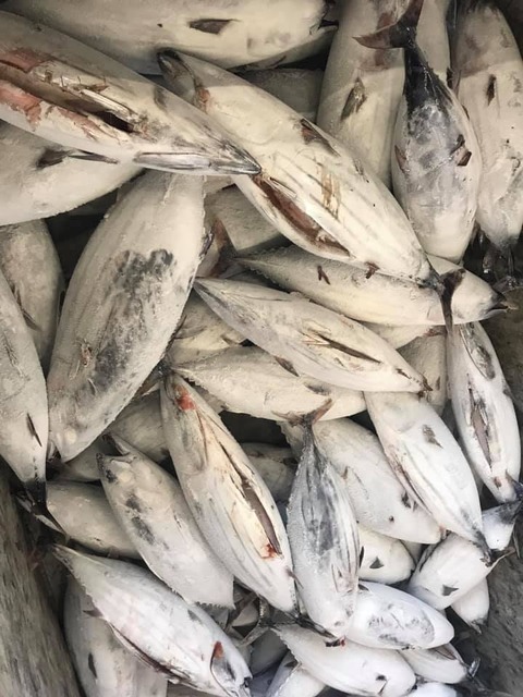 116815862_795867044563721_7372942659589298267_n