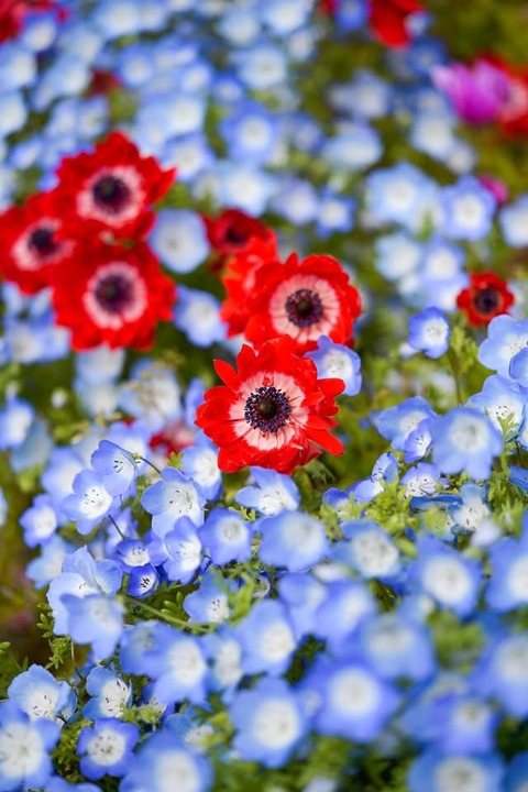 186506446_3738749742901287_1233435253276738618_n