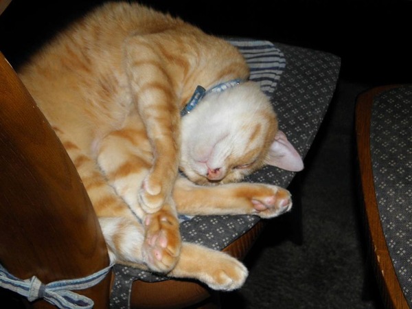 10450084_287231431456150_1493618875002461885_o