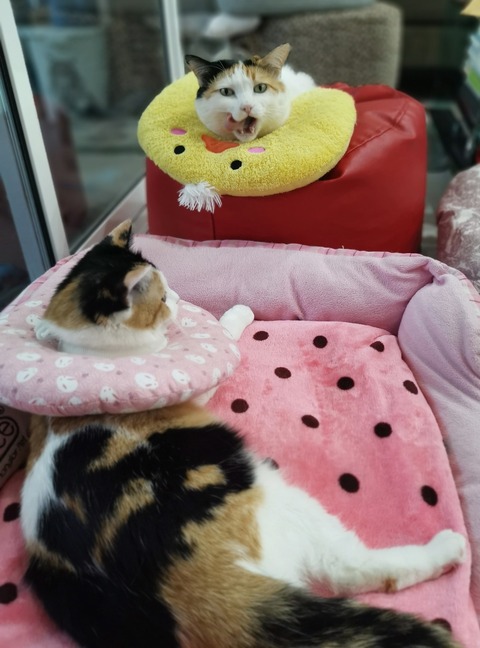 189337293_2305900352873731_3835997880727266607_n