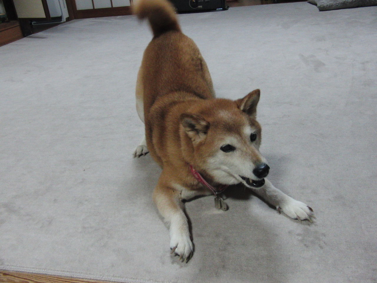 妖怪ウォッチぬりえ４ 今日の親バカ